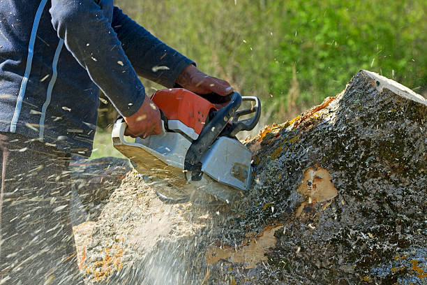 Best Palm Tree Trimming  in Zillah, WA